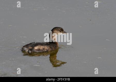 Pied-Billed Grebe und Reflexion auf einem Teich in Farmington Bay WMA. Stockfoto