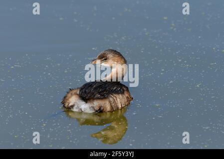 Pied-Billed Grebe und Reflexion auf einem Teich in Farmington Bay WMA. Stockfoto