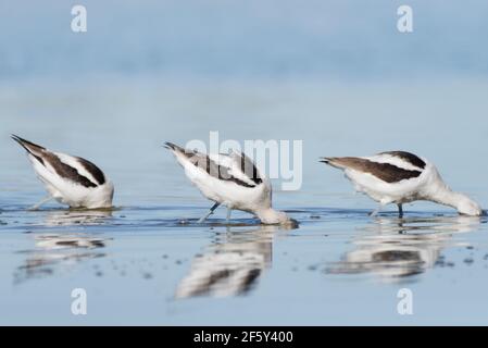 Drei schwarz-weiße amerikanische Avocets füttern mit Köpfen unter Wasser. Stockfoto