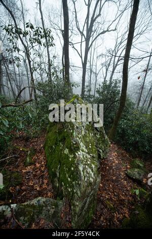 Mädchen Wandern in Foggy Highlands Forest Stockfoto