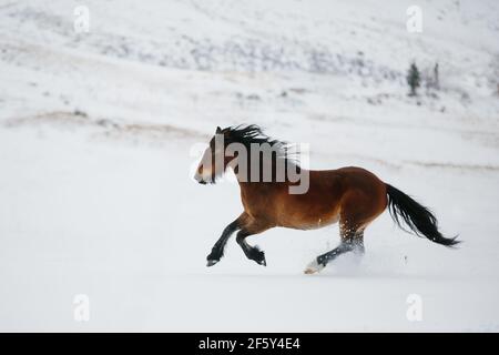 Zugpferd läuft im Schnee in den Bergen Stockfoto