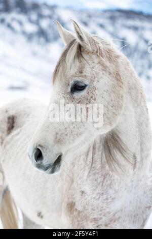 Graues arabisches Pferd im Stehen im Schnee mit Bergen Im Hintergrund Stockfoto