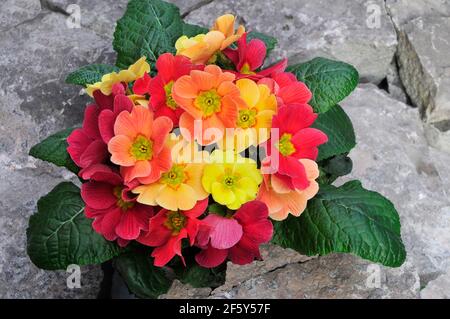 Primula vulgaris Ringostar zeigt verschiedene Farben des roten rosa Pfirsichs Und gelb Dies ist eine halbimmergrüne winterharte Staude, die Blumen im späten Winter Stockfoto