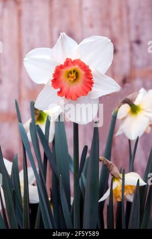 Nahaufnahme Detail von Narcissus Pink Charm im Frühjahr. Pink Charm ist ein weißer & lachsrosa Division 2 große kuppelige voll winterhart Frühjahr blühenden Narzissen Stockfoto