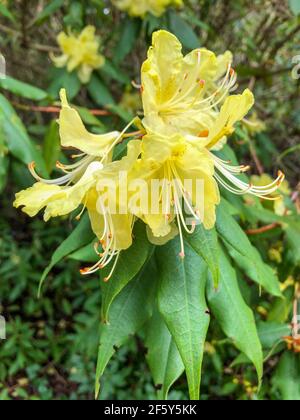 Rhododendron lutescens ist eine Rhododendron-Art, die in Guizhou, Sichuan und Yunnan, China, beheimatet ist und dort in Höhen von 1700–2000 Metern wächst. Das ist es Stockfoto