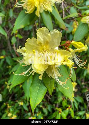 Rhododendron lutescens ist eine Rhododendron-Art, die in Guizhou, Sichuan und Yunnan, China, beheimatet ist und dort in Höhen von 1700–2000 Metern wächst. Das ist es Stockfoto