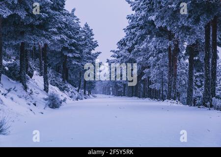 Schneebedeckte Pinien Straßenlandschaft in Sierra de Guadarrama, Madrid, Spanien Stockfoto