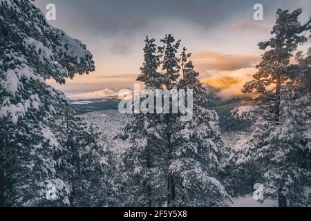 Berg schneebedeckten Gipfel in der Ferne und Pinien mit Schnee bedeckt im Vordergrund, Sierra de Guadarrama Stockfoto