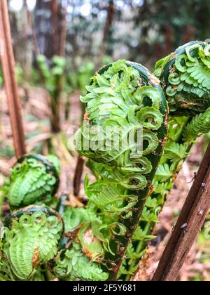 Alpenfarn (Dryopteris wallichiana) ist eine robuste Art von Laub- oder Halbimmergrünen aus der Familie Dryopteridaceae, die im Himalaya beheimatet ist Stockfoto