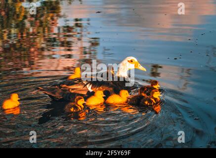 Enten im See schöne niedliche Familie Stockfoto