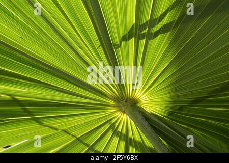 Nahaufnahme wunderschöne Palmblätter von Bäumen Stockfoto