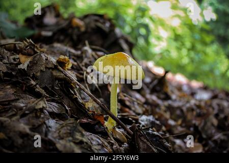 Wilder Pilz, der im Frühjahr unter den Blättern im Wald wächst. Todeskappenpilz (Amanita phalloides) Italien-Europa- Nahaufnahme. Stockfoto