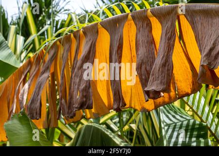 calathea lancifolia kaufen Calathea Lancifolia