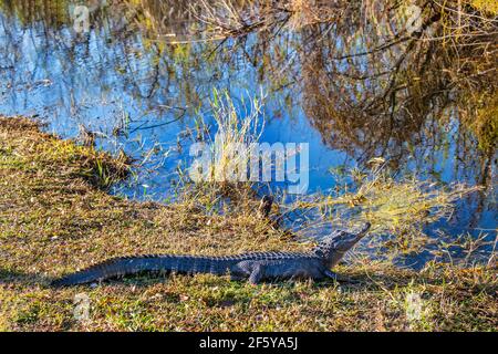 Ein Alligator entlang einer Wasserstraße gesehen Shark Valley im Everglades National Park in Florida. Stockfoto