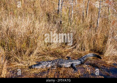 Ein Alligator entlang einer Wasserstraße gesehen Shark Valley im Everglades National Park in Florida. Stockfoto
