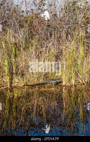 Ein großer Reiher und seine Reflexion Rahmen ein Alligator am Ufer eines Wasserweges in Shark Valley im Everglades National Park in Florida. Stockfoto