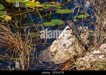 Ein Baby Alligator auf einem Felsen entlang einer Wasserstraße in Shark Valley im Everglades National Park in Florida liegen. Stockfoto