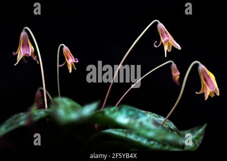 Forellengruppe (Hundezahnvioletten) (Erythronium umbilicatum) vor schwarzem Hintergrund - Holmes Educational State Forest, Hendersonville, Nort Stockfoto