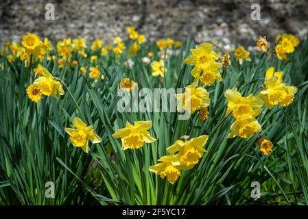 Leuchtend gelbe Narzissen stehen an einem sonnigen Frühlingstag hoch. Stockfoto