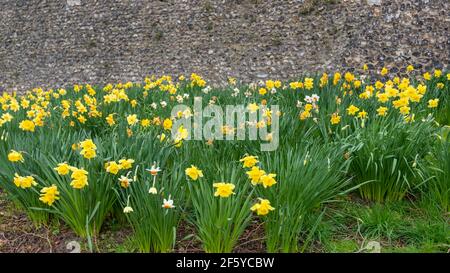 Viele gelbe Narzissen blühen im Stadtpark neben der alten Stadtsteinmauer. Stockfoto