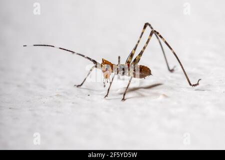 Katydid-Blattnymphe der Unterfamilie Phaneropterinae Stockfoto