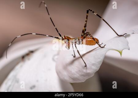 Katydid-Blattnymphe der Unterfamilie Phaneropterinae Stockfoto