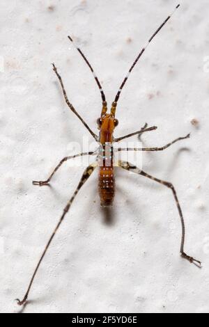 Katydid-Blattnymphe der Unterfamilie Phaneropterinae Stockfoto