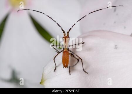 Katydid-Blattnymphe der Unterfamilie Phaneropterinae Stockfoto