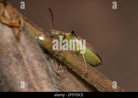 Grüner Bauchwanzen der Art Diceraeus melacanthus Stockfoto