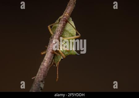 Grüner Bauchwanzen der Art Diceraeus melacanthus Stockfoto