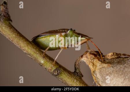 Grüner Bauchwanzen der Art Diceraeus melacanthus Stockfoto