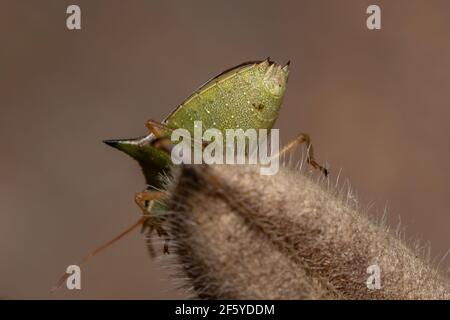 Grüner Bauchwanzen der Art Diceraeus melacanthus Stockfoto