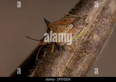 Grüner Bauchwanzen der Art Diceraeus melacanthus Stockfoto