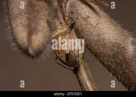 Grüner Bauchwanzen der Art Diceraeus melacanthus Stockfoto