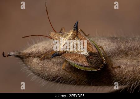 Grüner Bauchwanzen der Art Diceraeus melacanthus Stockfoto