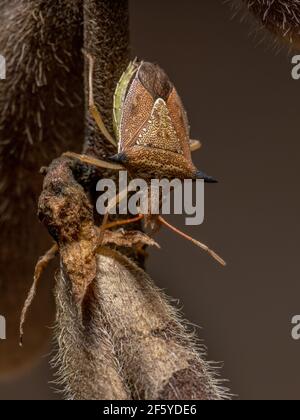 Grüner Bauchwanzen der Art Diceraeus melacanthus Stockfoto