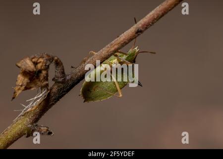 Grüner Bauchwanzen der Art Diceraeus melacanthus Stockfoto