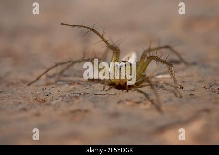 Gestreifte Luchs-Spinne der Art Oxyopes salticus Stockfoto