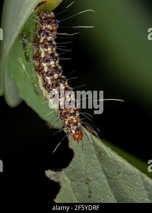 Kunstvolle Bella Moth Caterpillar der Art Utetheisa ornatrix Stockfoto