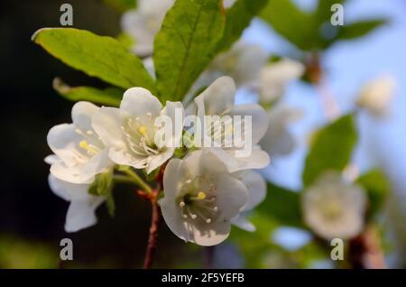 Weiß blühter Rhododendron im Sommer in der Scenic Area des Northwest Peak. Purcell Mountains, nordwestlich von Montana. (Foto von Randy Beacham) Stockfoto