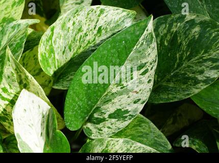 Nahaufnahme des Halbmondblattes der Snow-Pothos-Pflanze Stockfoto