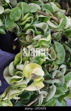 Die hinduistische Seilpflanze, auch bekannt als Hoya Carnosa Stockfoto