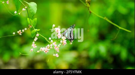 Schöner blauer Schmetterling im Flug und Zweig von rosa kriechenden Blumen. Bannerformat, Kopierbereich. Natur Hintergrund. Stockfoto