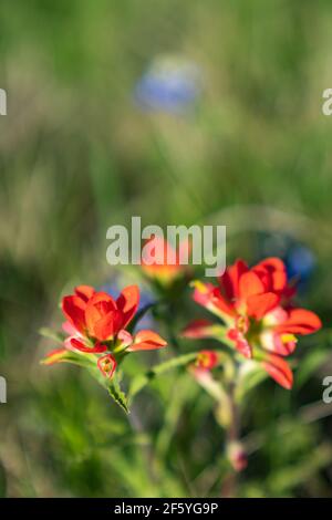 Rote indische Pinsel blüht in Nord-Texas. Stockfoto