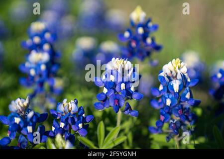 Blaubonnets blühen entlang der Landstraße in der Nähe von Ennis, Texas. Stockfoto