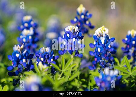 Blaubonnets blühen entlang der Landstraße in der Nähe von Ennis, Texas. Stockfoto