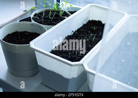 Sämlinge in Töpfen auf dem Fenster. Home Anbau von Gemüse und Kräutern. Selbstgewachsene Sprossen. Stockfoto