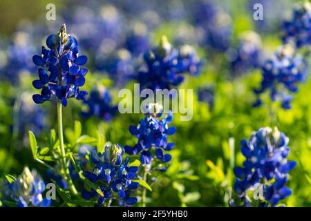 Blaubonnets blühen entlang der Landstraße in der Nähe von Ennis, Texas. Stockfoto