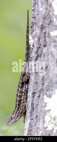 Verdächtiger westlicher Zaun Eidechse am Baum hängend. Edgewood Park, San Mateo County, Kalifornien, USA. Stockfoto