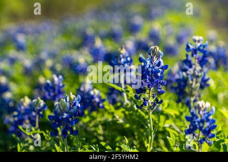 Blaubonnets blühen entlang der Landstraße in der Nähe von Ennis, Texas. Stockfoto